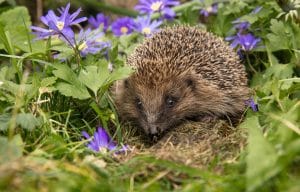 Garden Wildlife Week 2026