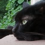 National Black Cat Day 2026
