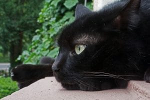 National Defy Superstition Day