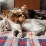 National Pet Month 2026