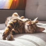 International Cat Day 2026