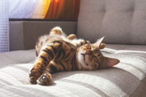 International Cat Day 2026