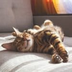 National Cat Day 2026