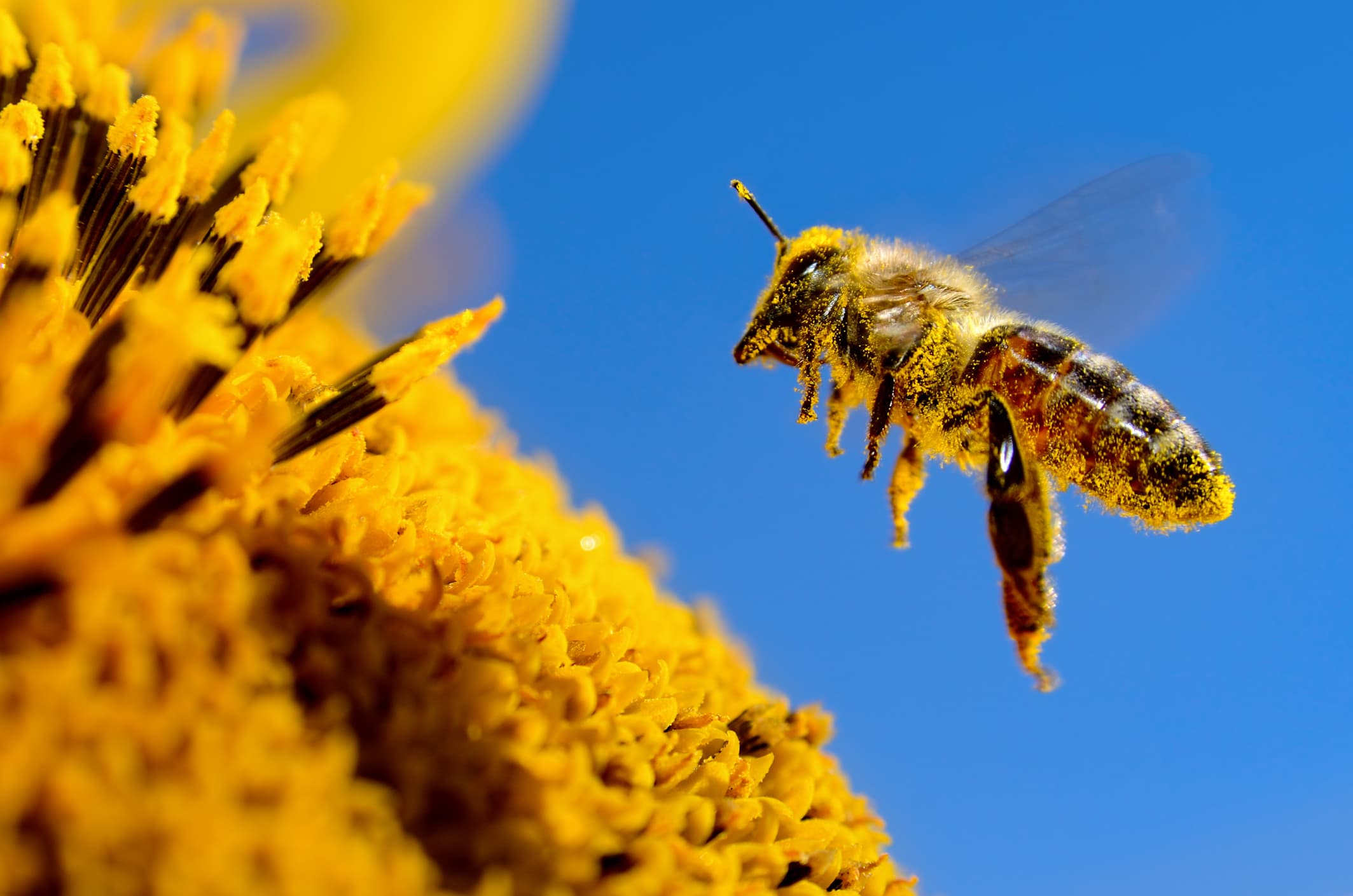 Don't Step On a Bee Day