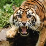 Global Tiger Day 2026