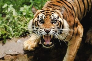 Global Tiger Day 2026