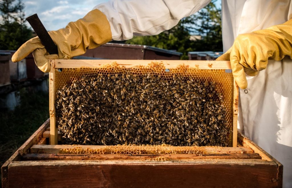 National Urban Beekeeping Day