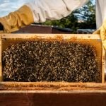National Urban Beekeeping Day