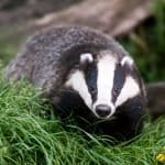 National Badger Day 2026