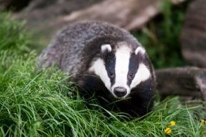 National Badger Day 2026