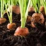 British Carrot Day 2026