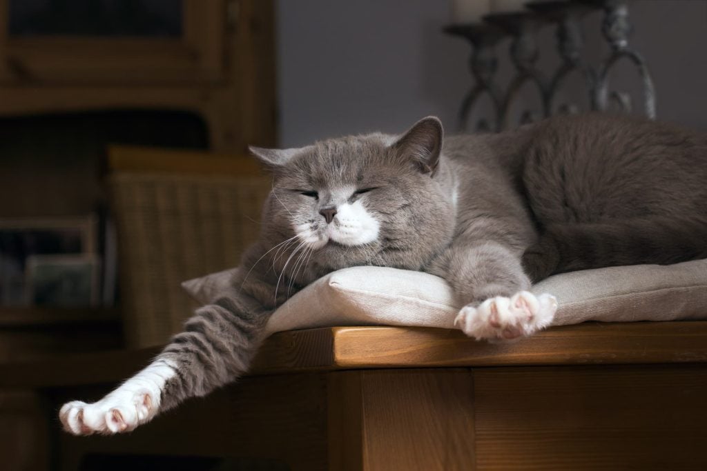 International Cat Day 2027