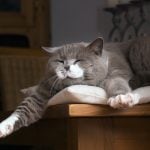 International Cat Day 2027