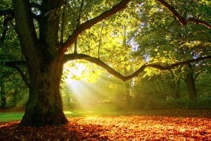 Oak Apple Day 2026