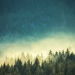 International Day of Forests 2026