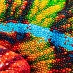 Reptile Awareness Day 2026