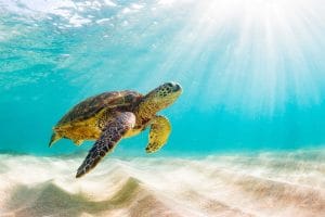 World Turtle Day 2026