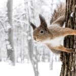 Squirrel Appreciation Day 2026