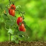 British Tomato Fortnight 2026