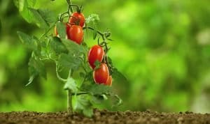 British Tomato Fortnight 2026