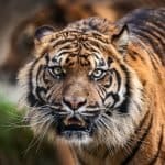 World Animal Day 2026