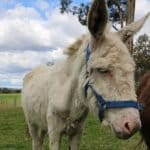 World Donkey Day 2026