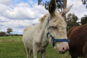 World Donkey Day 2026