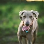 Walk Your Dog Month 2026