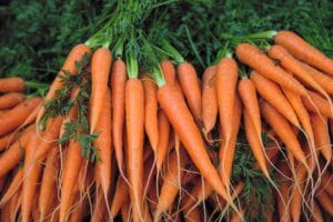 British Carrot Day 2026