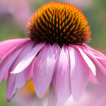 World Echinacea Day