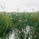 World Saltmarsh Day 2026