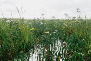 World Saltmarsh Day 2026