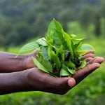 International Tea Day 2026