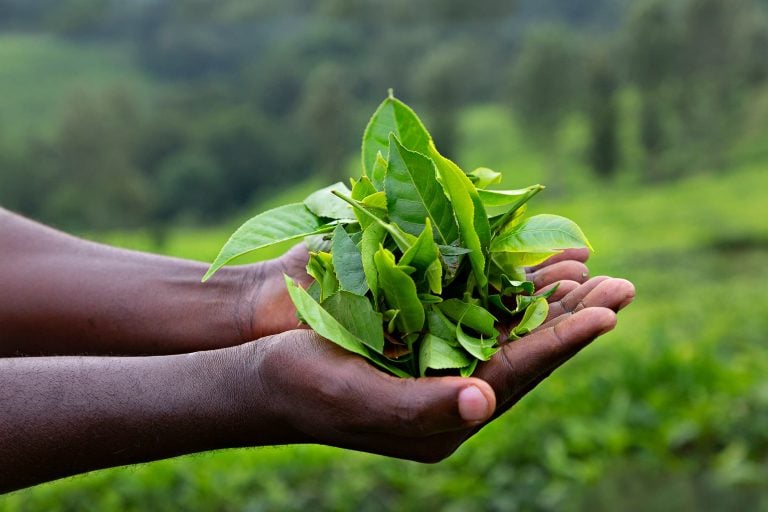 International Tea Day 2026