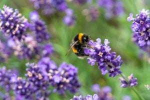 World Bee Day 2026