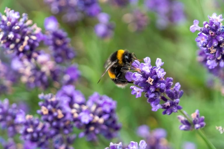 World Bee Day 2026