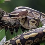 World Snake Day 2026