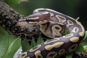 World Snake Day 2026