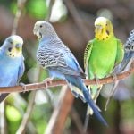 Love All Budgies Day 2026