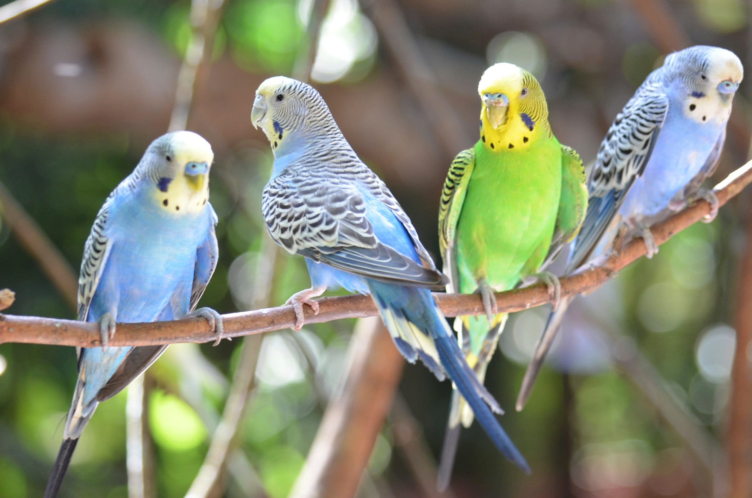 budgie day