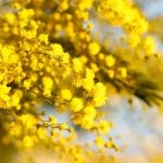 National Wattle Day 2026