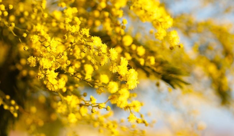 National Wattle Day 2026