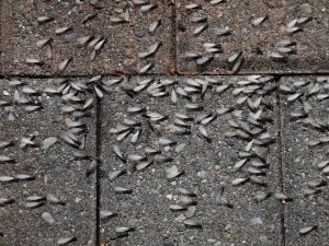 Flying Ant Day 2026