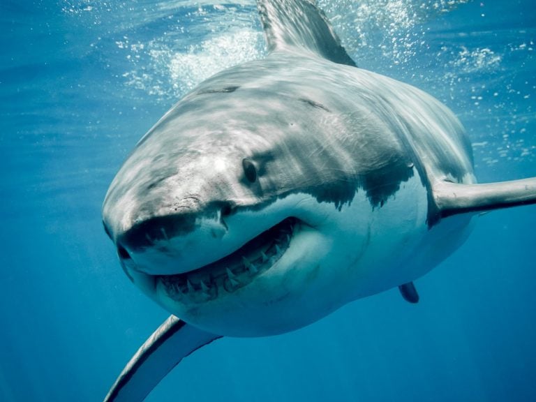 World Shark Day 2026