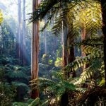 World Rainforest Day