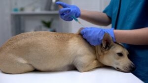 World Rabies Day