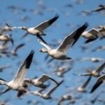 National Bird Day 2026