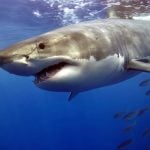 Shark Week 2026