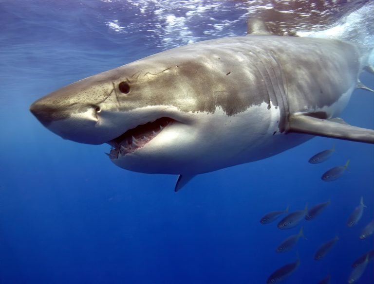 Shark Week 2026
