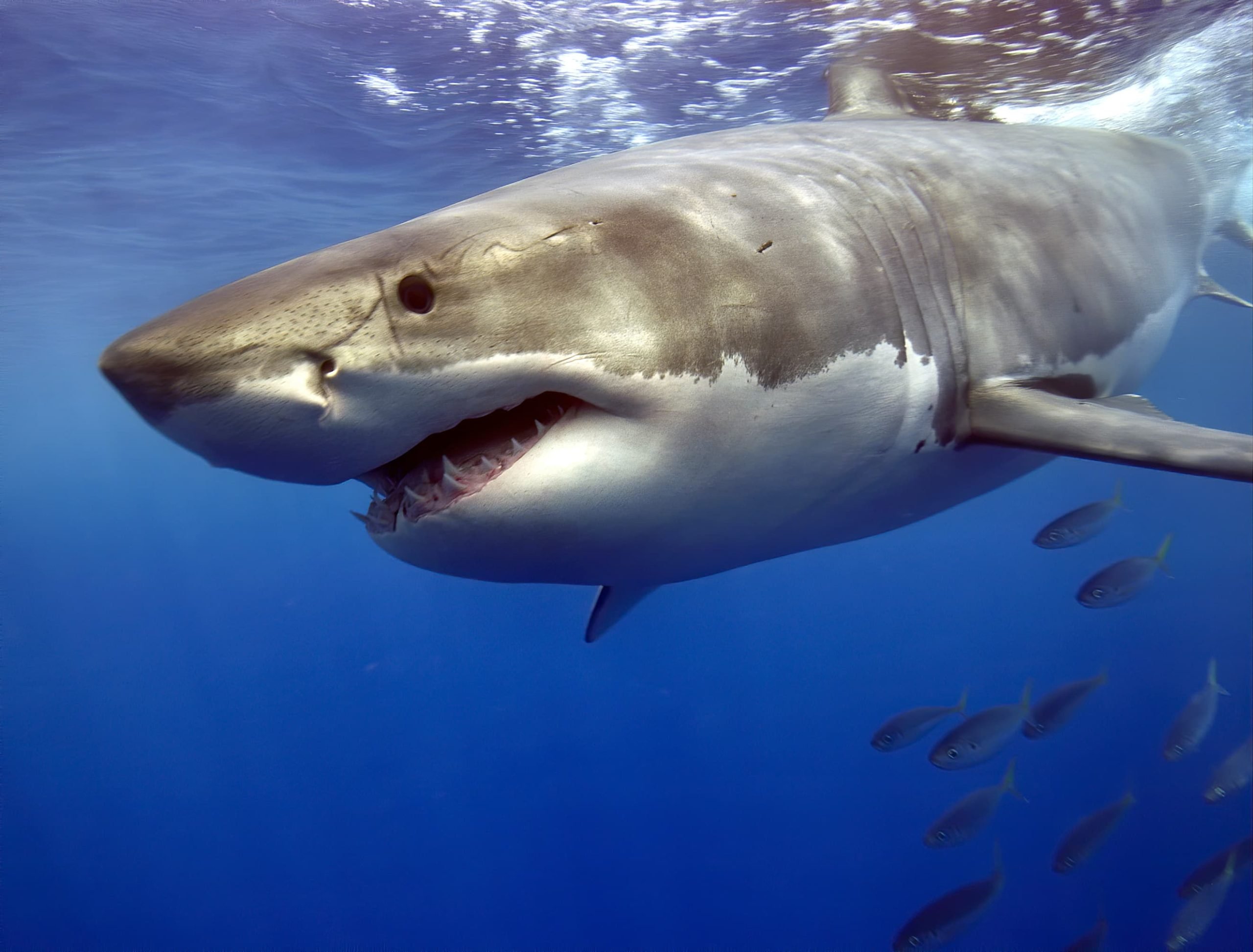 shark week